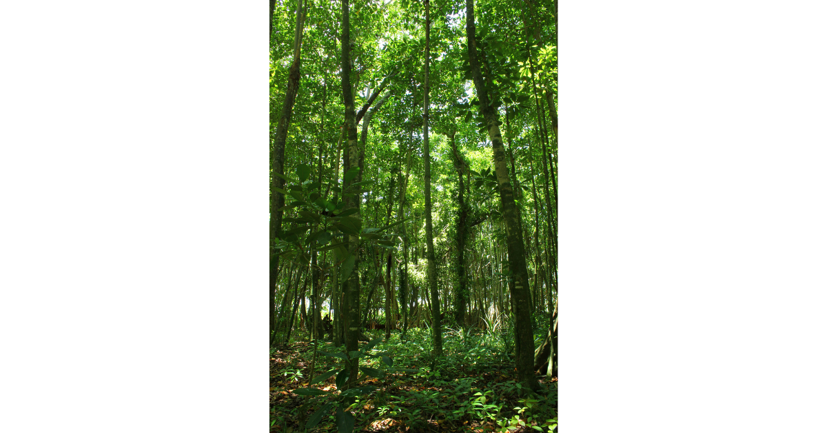 Island-Conservation-Field-Notes-Sonsorol-Palau
