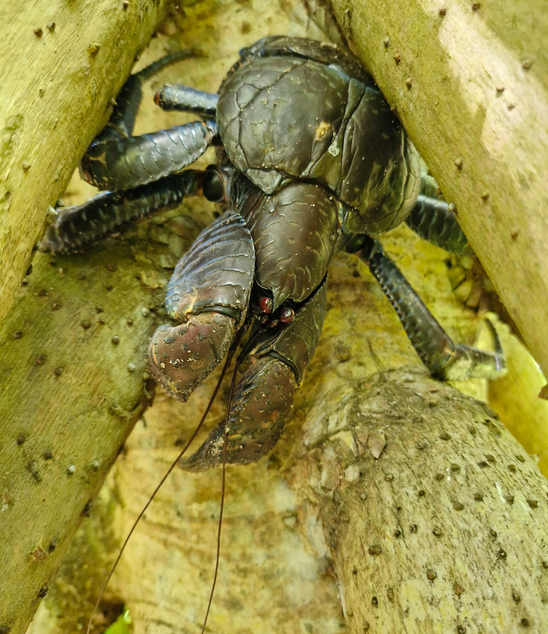 Island-Conservation-Coconut-Crab