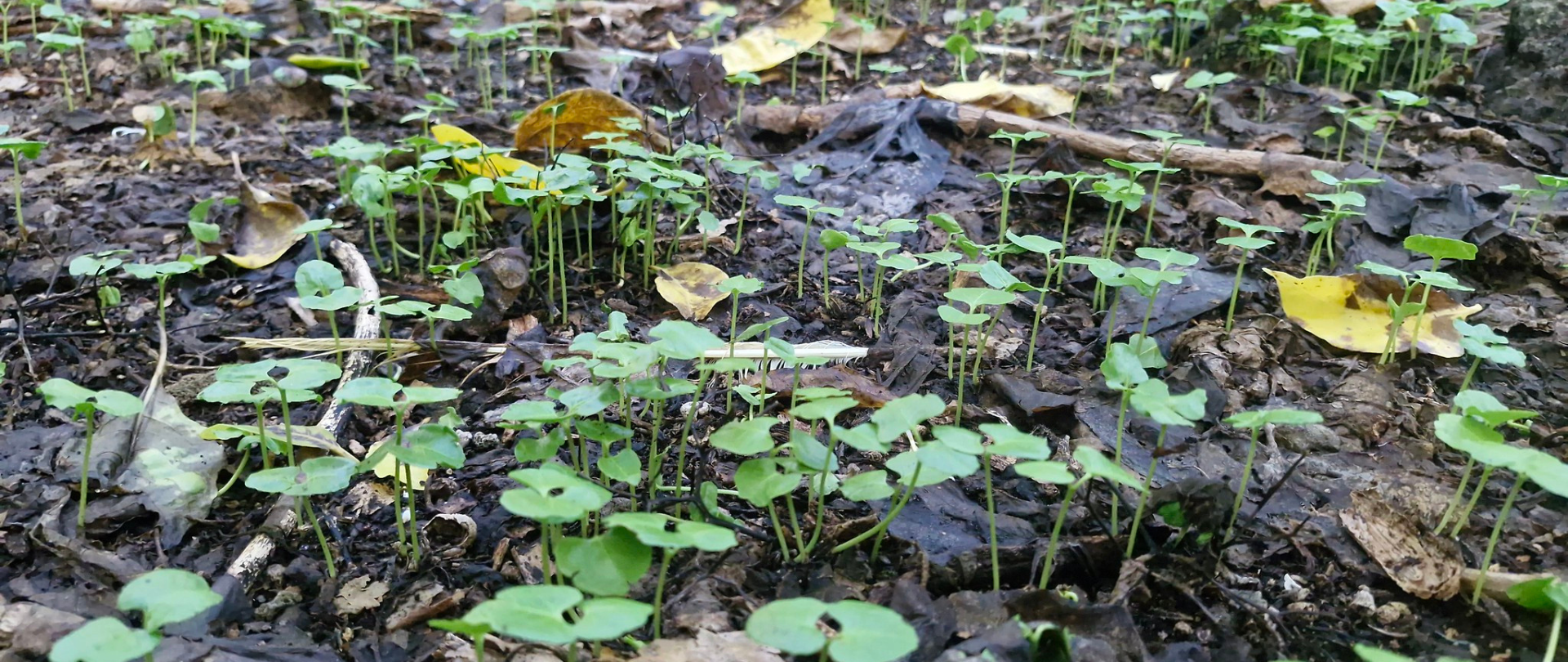 Island-Conservation-pisonia-seedlings-bikar