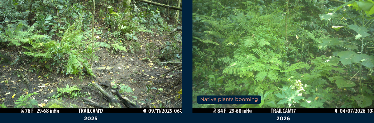 Island-Conservation-Nu_utele-Samoa-ground-cover-and-understory-before-and-after-r