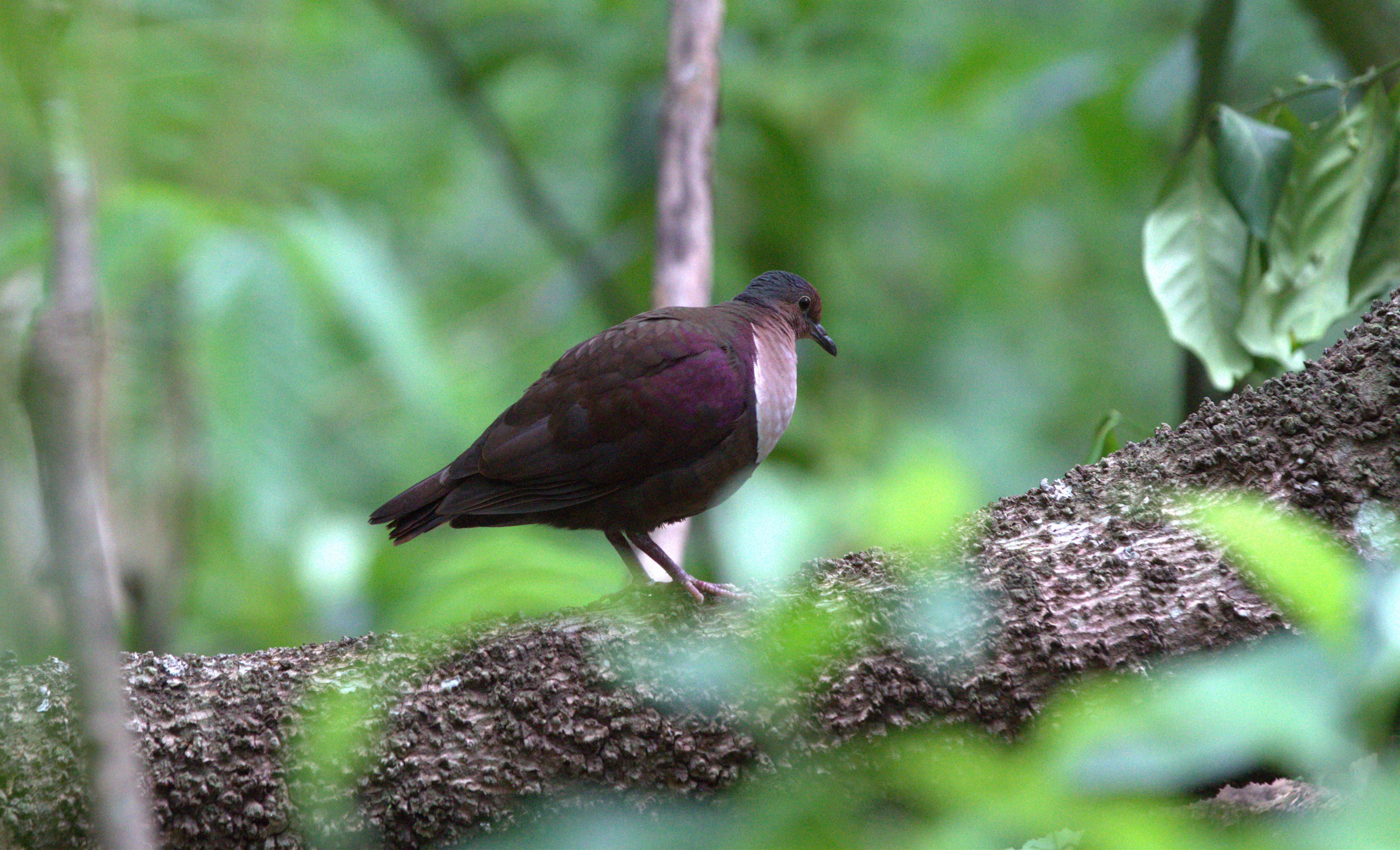 Island-Conservation-Nu_utele-Shy-Ground-Dove-Paul-Jacques