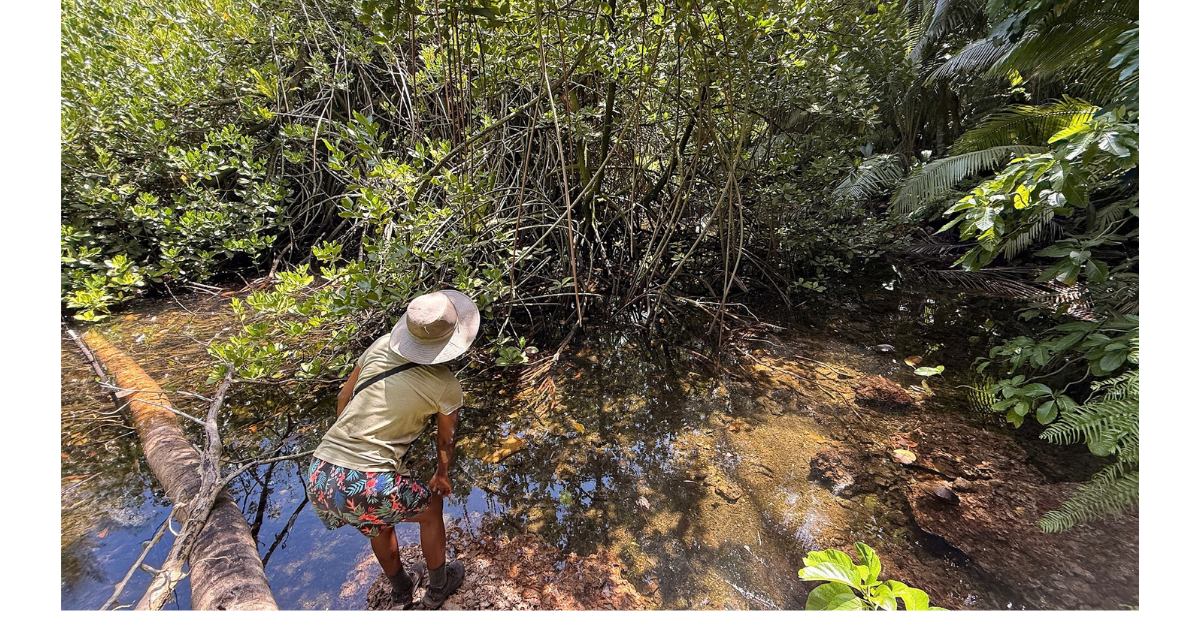Island-Conservation-mangroves-Niulakita Island Restoration Specialist Priscilla A. Memi inspects some mangroves growing on Niulakita. Photo credit: Island Conservation