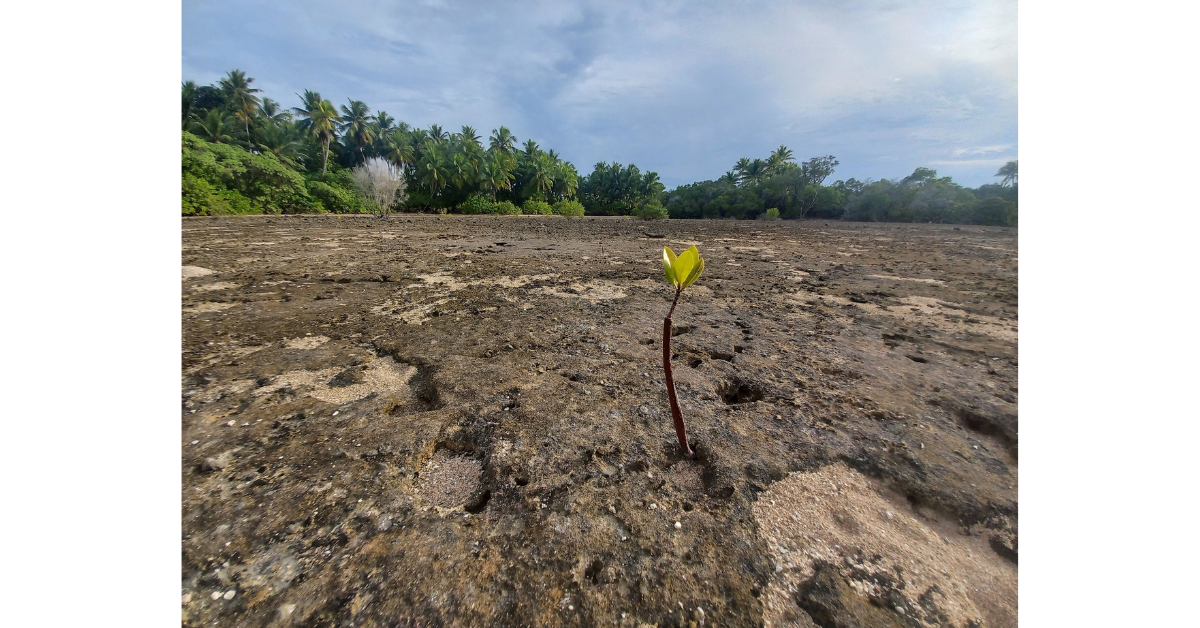 Island-Conservation-mangrove-growing-Nadikdik A mangrove seedling grows on Nadikdik Atoll, where our work is holistically restoring the ecosystem. Photo credit: Island Conservation