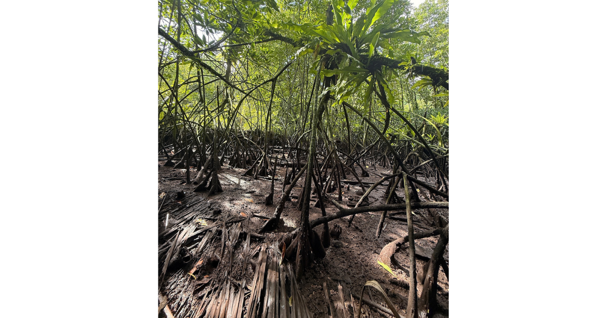 Island-Conservation-mangrove-aerial-roots