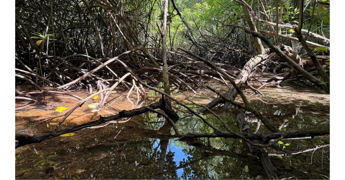 Island-Conservation-Mangrove-Shallow-Ecosystem